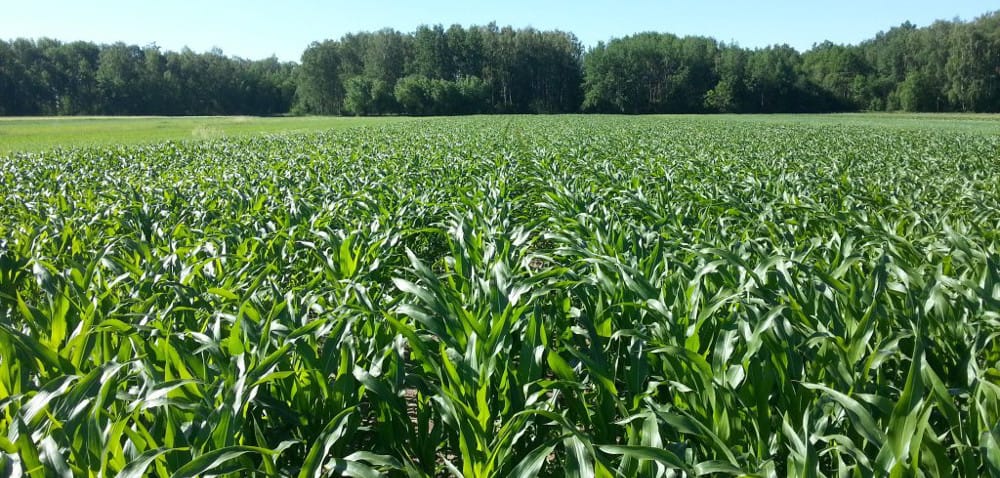 Warmia i&nbsp;Mazury: żółta plamistość liści kukurydzy