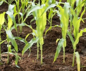 Makro- i&nbsp;mikroskładniki w&nbsp;dokarmianiu dolistnym kukurydzy