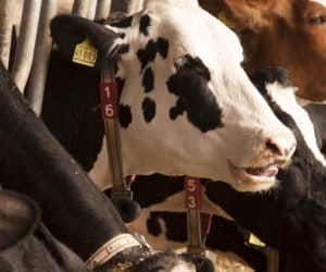 Producenci mleka: co z&nbsp;tymi, co kwot nie przekroczyli?