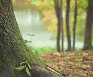 Wysoki stopień zagrożenia pożarowego w&nbsp;lasach