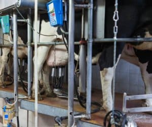 Co z&nbsp;pomocą dla producentów mleka?