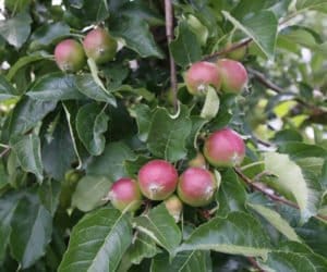 Trwa opad świętojański w&nbsp;sadach