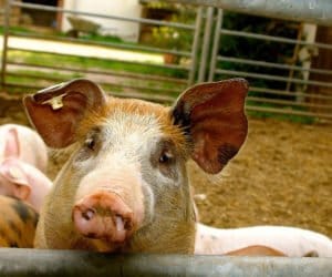 Czwarte ognisko ASF zlikwidowane