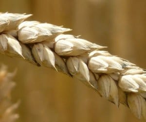 Materiał kwalifikowany: wysiewaj nie tylko dla dopłat!