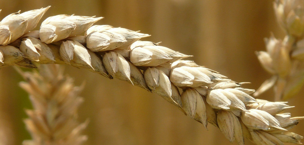 Eksport pszenicy na niskim poziomie
