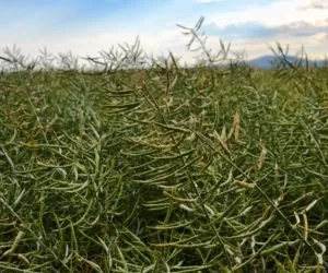 Desykacja rzepaku to konieczność czy wybór?