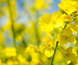 Zbiory rzepaku w&nbsp;Polsce – czego się spodziewać?