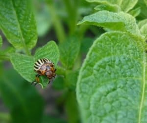 Ziemniaki: sprawdźmy, czy nie ma stonki!