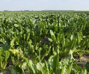 IUNG stwierdza suszę. Czy plony są zagrożone?