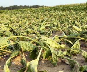 Od 3&nbsp;października ma ruszyć pomoc suszowa