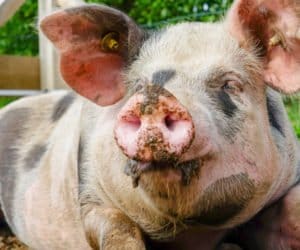 Fatalne wieści z&nbsp;Podlasia: znów ASF u&nbsp;świń!