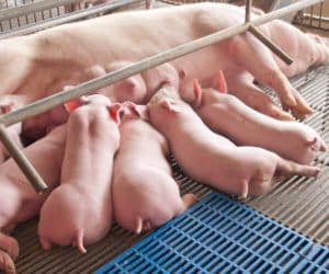 O czym warto pamiętać przy żywieniu macior?