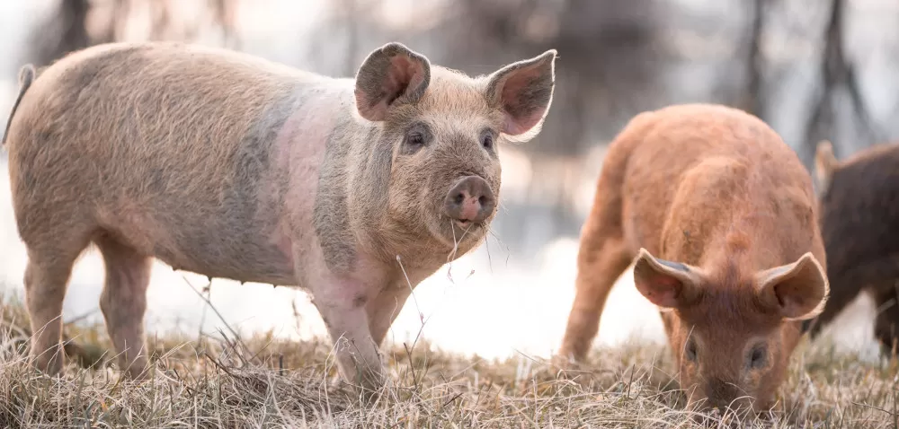 Intensywne żywienie świń: kiedy i czy się opłaca?