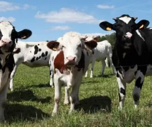 BVD