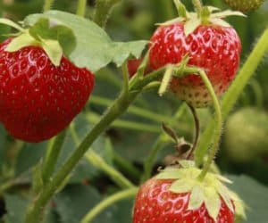 Biała plamistość liści truskawki: powszechna choroba grzybowa