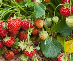 Szara pleśń truskawki: pryskać czy nie pryskać?