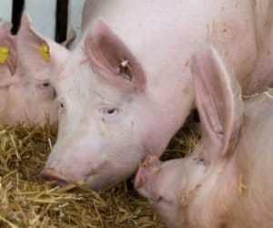 Produkcja wieprzowiny – w&nbsp;2020 r. kondycja branży w&nbsp;coraz gorsza