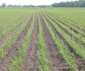 Rośliny energetyczne: wierzba, topola i robinia