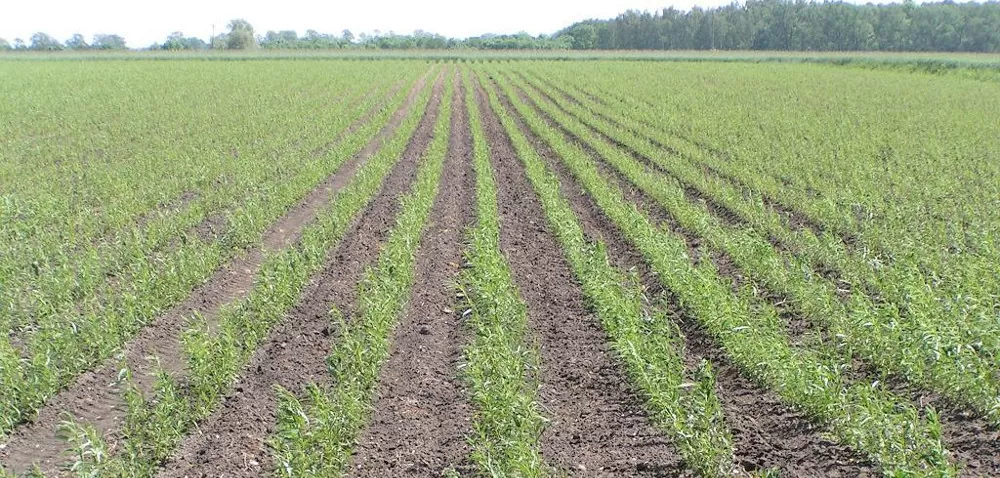 Rośliny energetyczne: wierzba, topola i robinia