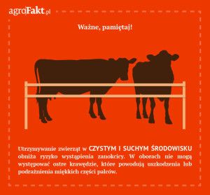zanokcica u bydła