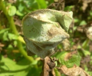 Wysoka wilgotność sprzyja zarazie ziemniaczanej