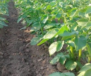 NegFry: oszczędna ochrona przez zarazą ziemniaczaną