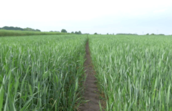 zwalczanie chorób grzybowych w zbożach jarych