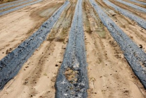 Uprawy pod folią zniszczone przed gradobicie (fot. MRiRW).