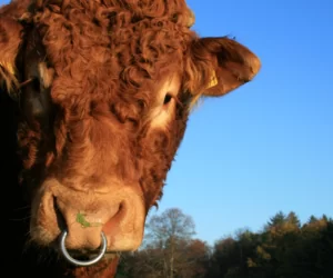 Agresja u&nbsp;buhajów