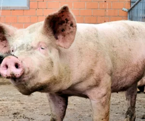 Mieszanie zbóż paszowych dla trzody chlewnej: co brać pod uwagę?