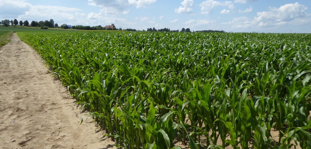 Plantacje kukurydzy zaczyna atakować fuzarioza kolb
