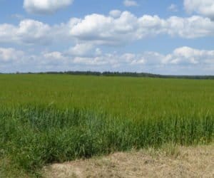 Wybór odmiany zależy od jej przeznaczenia