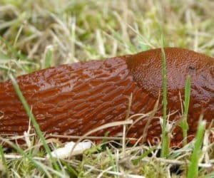 Ślimaki w&nbsp;uprawach: jak się ich pozbyć?