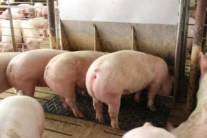 mieszanki zbóż w paszach dla trzody