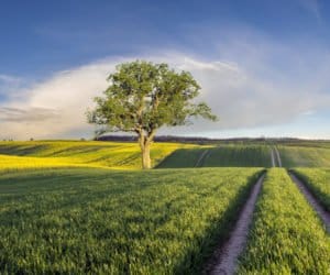Ustawa o&nbsp;wstrzymaniu sprzedaży ziemi znów w&nbsp;Sejmie