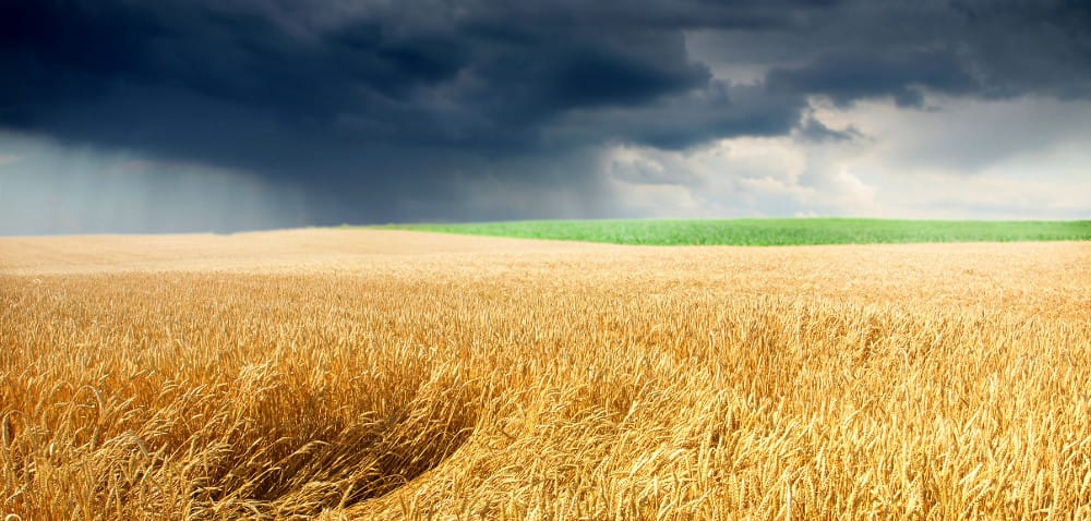 Żniwa w&nbsp;woj. łódzkim? Na razie deszcz…