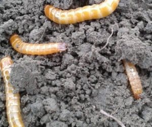 Szkodniki cebuli w&nbsp;uprawach rolniczych