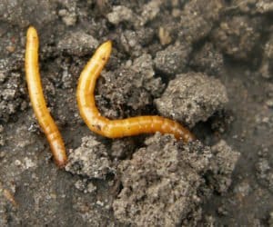 Szkodniki glebowe: problem znany czy nieznany?