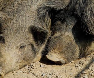 11 dzików z&nbsp;ASF! Areszt za brak odstrzału?