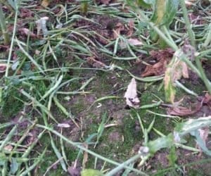 Kiedy dopłata do materiału siewnego przy zniszczonej uprawie?