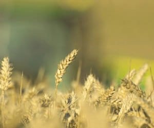 Zboża: pogoda sprzyja mszycom