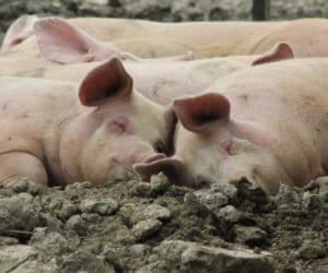 Kastracja świń: kiedy i&nbsp;jak ją przeprowadzać?