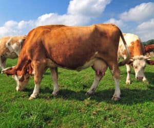 W Brukseli o&nbsp;pomocy dla producentów mleka: dopłaty do redukcji?