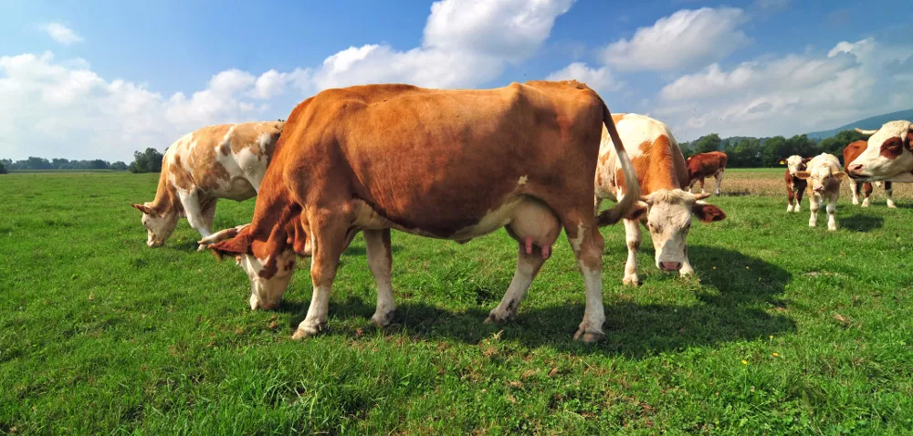 W Brukseli o pomocy dla producentów mleka: dopłaty do redukcji?