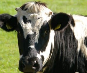 UE: lipcowy pakiet dla rolnictwa wart 500 mln euro