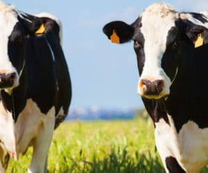 Brodawczakowatość (brodawczyca): jak leczyć bydło?