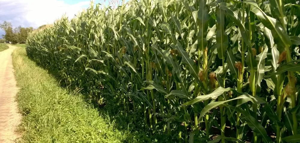 Omacnica w kukurydzy: pora na zabieg chemiczny