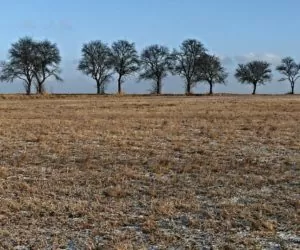 Kiedy wapnowanie? Najlepiej tuż po żniwach