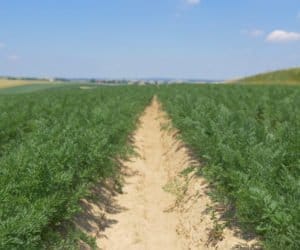 Akademia Nawożenia Intermag: cz. 4, marchew