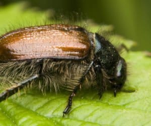 Wszystko, co musisz wiedzieć o&nbsp;ogrodnicy niszczylistce